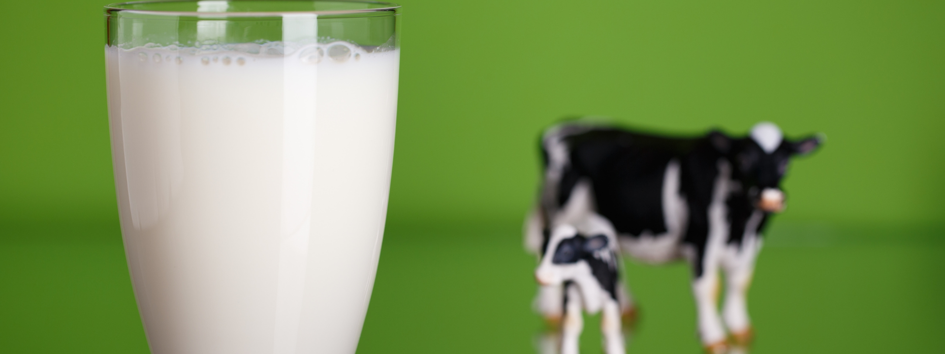 Read more about the article 5 motivos para parar de consumir o leite de vaca e derivados